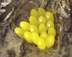 Photograph of ladybird egg mass.